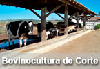 bovinocultura_de_corte