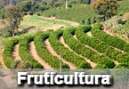 fruticultura