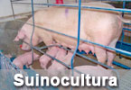 suinocultura