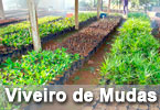 viveiro_de_mudas